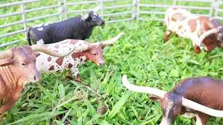 Cows/ Toros/Cows/Bulls/Vacas/Mucche/