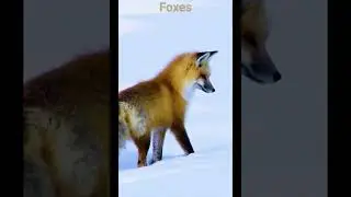 Foxes