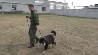 Тибетский мастиф Глаша, 6 месяцев