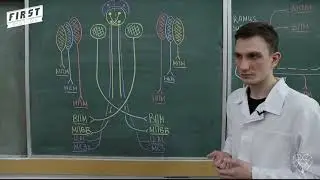 PROСТО О СЛОЖНОМ. Анатомия ЧМН. Глазодвигательный нерв. Выпуск 2