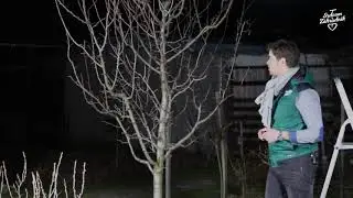 Srdcom záhradník - Jarný rez slivky za 10 minút!