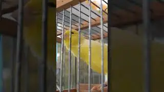 Yellow Canary Original shorts8 