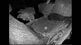 Ennis TX Great Horned Owl 2022 Nest