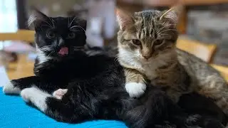 Cute Kittens Growing Up Together🥹🥹❤️❤️: They Were So Tiny  #kitten #adorable #cute