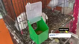 Single hole feeder for Birds