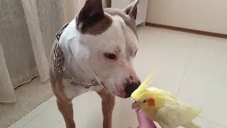 Стафф убийца и попугай)