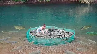 How to Make Simple Fish Trap From Net and Bamboo, The SECRET to Catching Fish with Net.