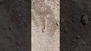 Я веселый #таракан, я бегу, бегу, бегу🏃