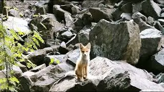 Кайсын Кулиев  Старинная заповедь 