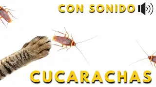 👉JUEGOS PARA GATOS - CUCARACHAS🪳