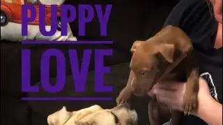 Cam meets the new puppy