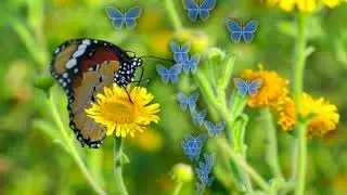 Butterfly Animation Free Black Screen  (No Copyright)