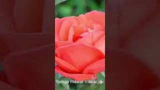 Sudah musim hujan kita lihat bunga mawar mekar 🌹