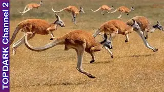 10 Especies de Canguros