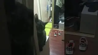 кишо