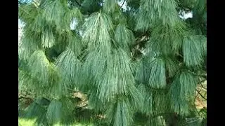 #Сосна4 #Pinus4 #Хвойные растения35 #Conifers35 Декоративные растения