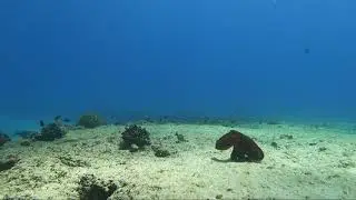 Watch an octopus move along the ocean floor