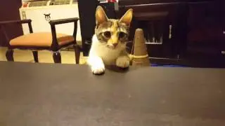 The Great Cat's War