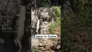 Jaguar vs. Caiman