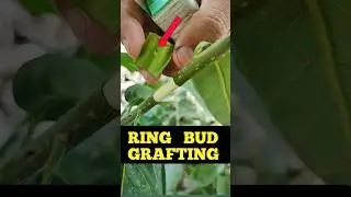 Ring bud grafting #gardening  #shorts