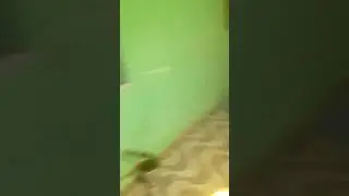 olha como  essa cachorra  fica véi  kkkkk 🤣🤣😂😂