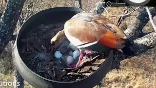 Egyptian Goose Mom in hurry to cover her six specious eggs | Verreaux’s Eagle Owl | Sept 8, 2022