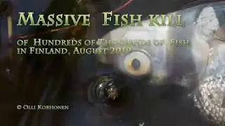 Massive Fish Kill in Finland in August, 2019