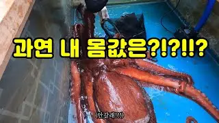 낚시로 대왕문어 잡았어요!!! 대박!!! 과연 가격은?!?!?