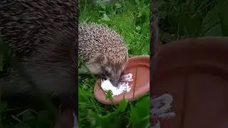 Братишка Еж ...