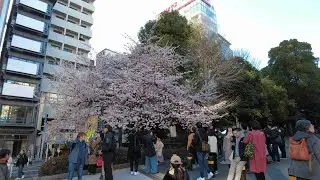 [4K/Stereo] Mar. 9, 2024: Early Blooming Cherry Blossoms at Ueno Park (上野公園の早咲きの桜) - Ueno Walk 上野散策