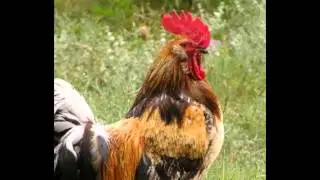 Как сойти с ума за 4 минуты
