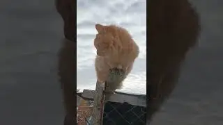 Наша птичка)) #коты #котики #ржака #снег #смешноевидео