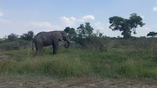 Lone bull elephant enjoying his afternoon grass!