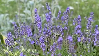 КАК Я ВЫРАЩИВАЮ ЛАВАНДУ ДЛЯ СВОЕГО САДА🌸
