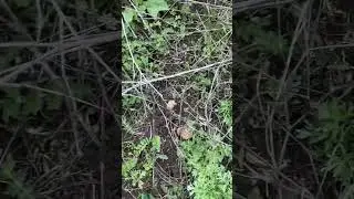 Сморчок степной. Донские степи