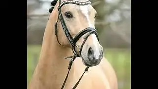 Fotos de cavalos e de bestas lindos