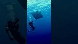 Oceanic Manta Ray in Soccoro