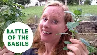 Difference between Regular Basil and Holy Basil