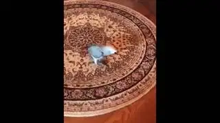 Попугай Жора и кот Муса
