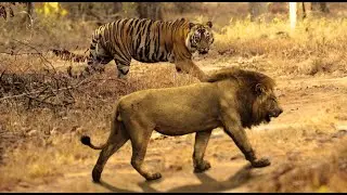 Muscle comparison between Bengal tigers and lions