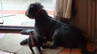 Perra rescatada con cachorro