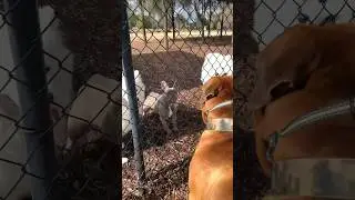 Boerboel & Courageous French Bulldog 