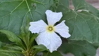 বৃষ্টিতে গাছের পাতা ছিঁড়তে দেখেছেন কখনো? গতকালের বৃষ্টিতে আমার বাগানের গাছের সব পাতা ছিঁড়ে গিয়েছে😭