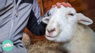 Baby Sheep Thinks That Woman Is Her Mom | Cuddle Buddies