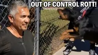 Best Tricks and Tips To Calm Down A Rottweiler | Cesar 911 Season 1, Ep. 3 - Part 1