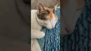 Kitten Sleeping 