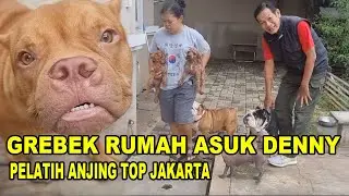 Koleksi Anjing Dog Trainer Top Jakarta - Asuk Denny