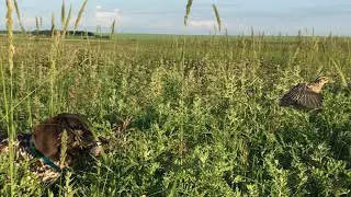 Стойка курцхаара в моем сердце и памяти. Очень красиво.