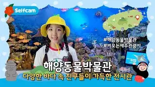 [📸]  신기한 해양 동물을 한 곳에서 만날 수 있는 박물관｜해양동물박물관