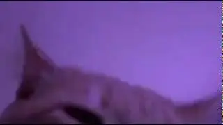 Cat Vibin